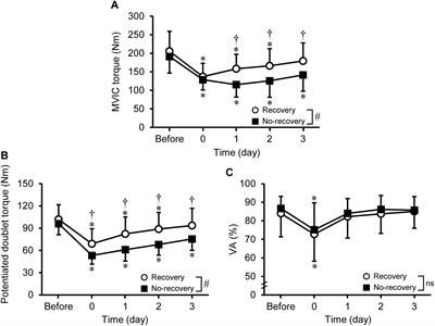 Muscle Damage Indicated by Maximal Voluntary Contraction Strength Changes From Immediately to 1 Day After Eccentric Exercise of the Knee Extensors